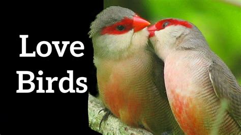 Magic bird courtship of rivls